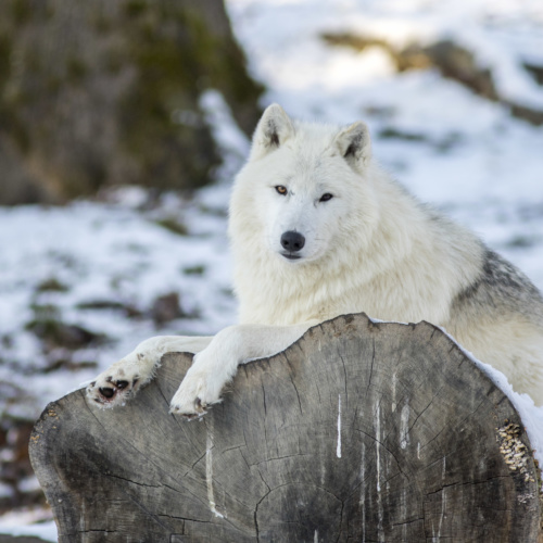 La légende d’Amarok