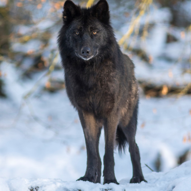 Véritable emblème du Parc Animalier des Pyrénées, le loup Otchoa est  subitement mort