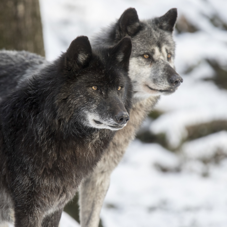 Loup noir de l’Ouest canadien