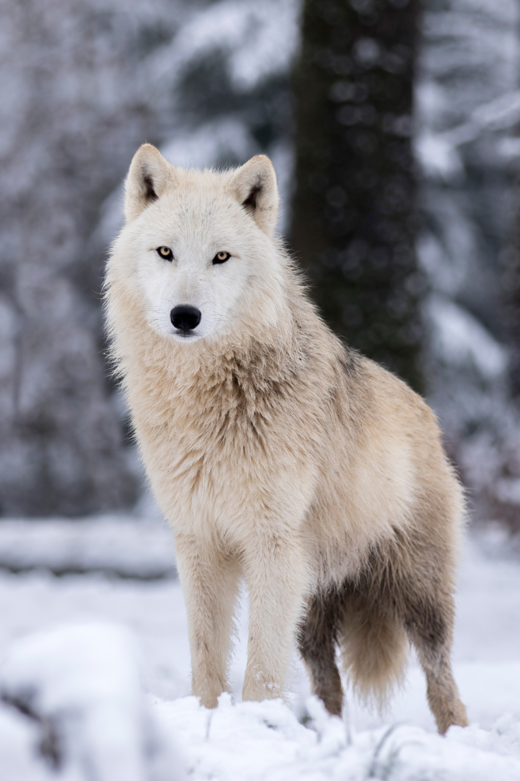 Loup blanc arctique  Parc Animalier Sainte-Croix