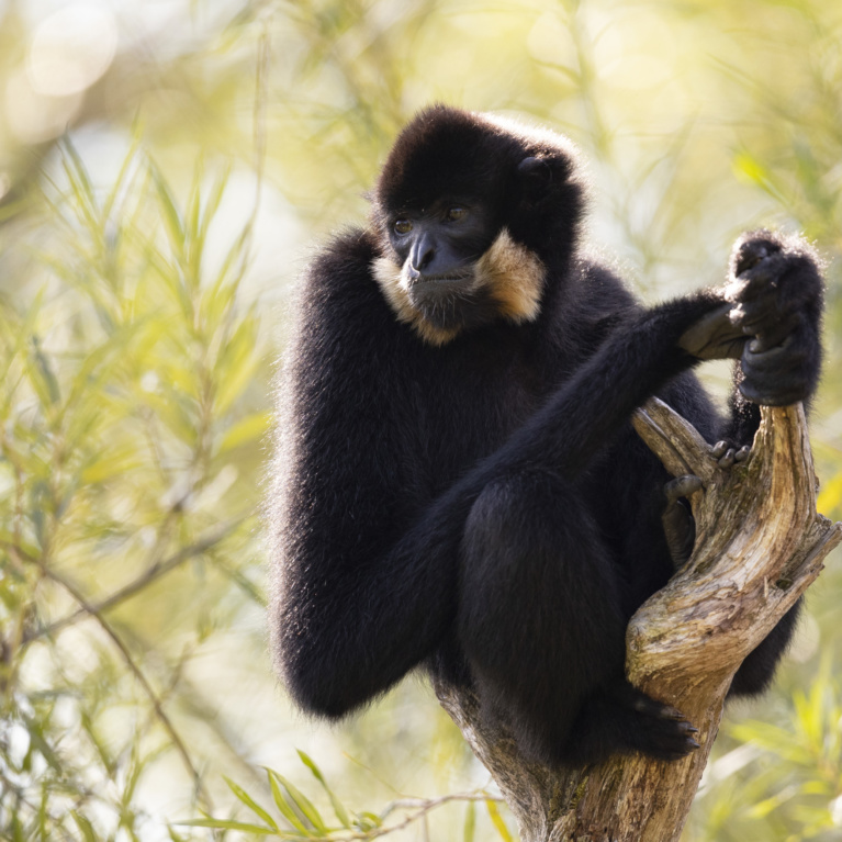 Gibbon à favoris roux