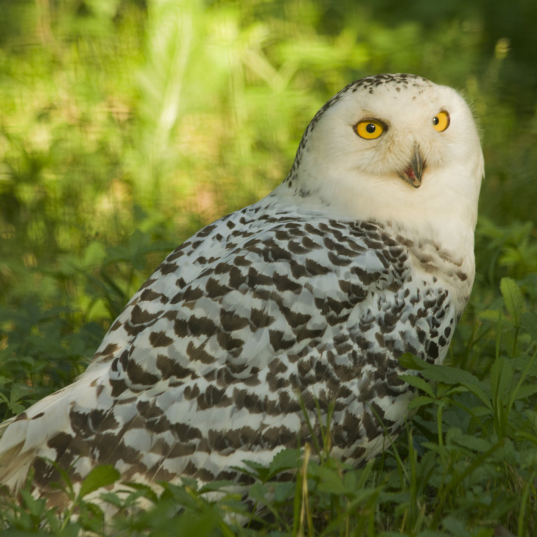 Harfang des neiges