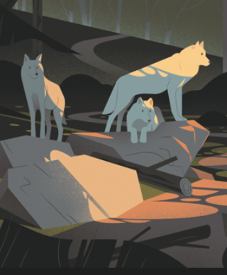 histoire-de-loup-et-peuple-invisible-de-la-foret_decouvrir