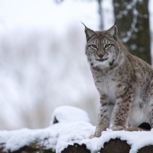 Les affûts photos hivernaux