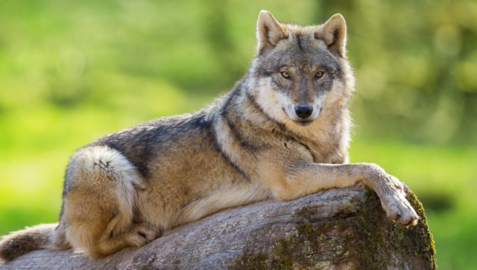 PARC ANIMALIER DE SAINTE-CROIX : 2024 horaires, tarifs, animaux à