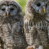 Chouette de l'Oural  Parc Animalier Sainte-Croix