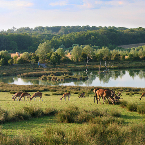 Votre séjour entre amis face aux animaux