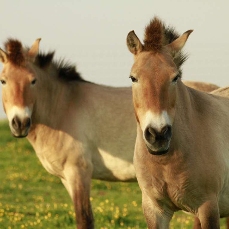 Cheval de Przewalski