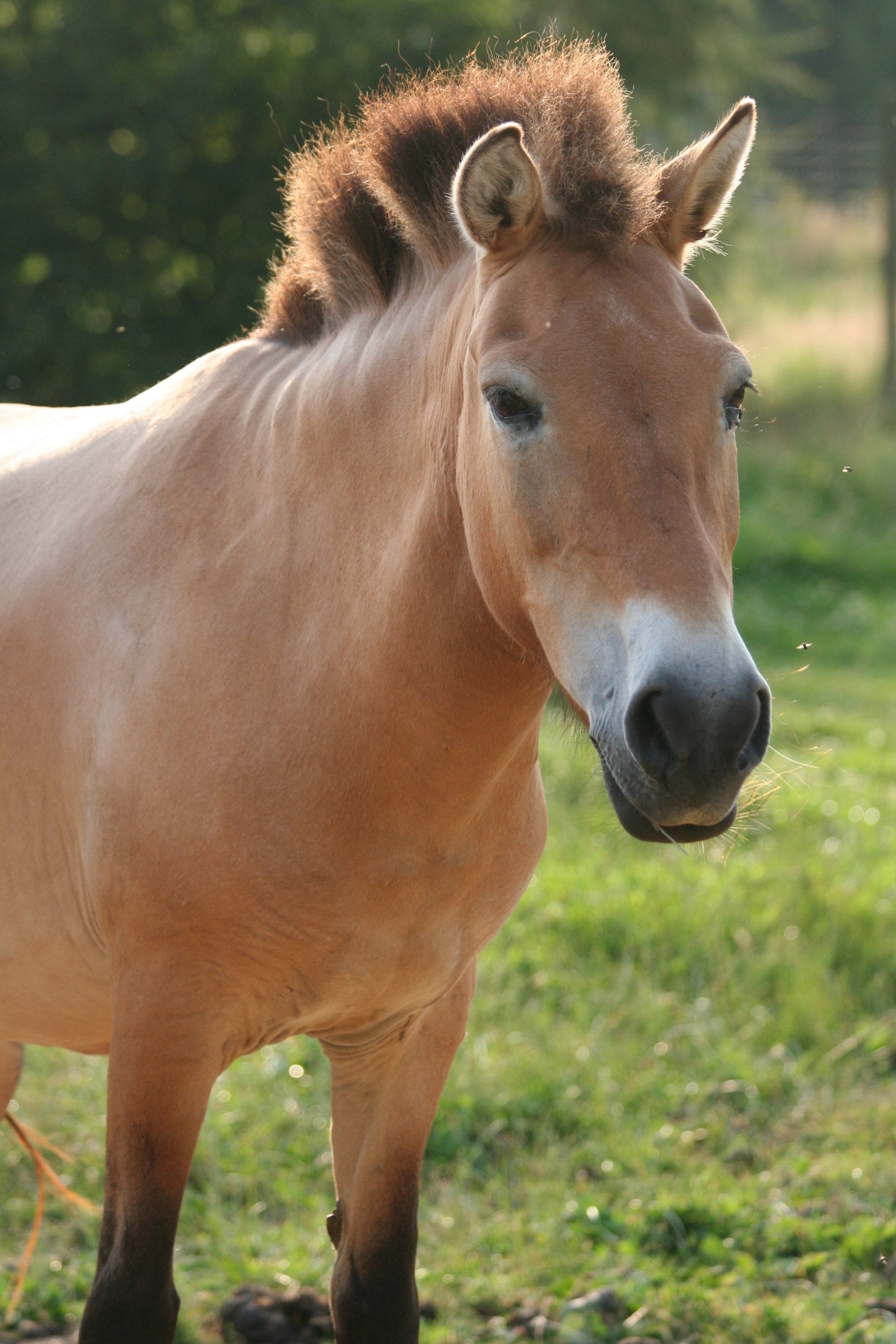 Chouette de l'Oural  Parc Animalier Sainte-Croix