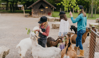 chèvre avec l'activité petit fermier