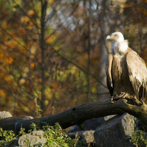 Réintroduction du vautour fauve