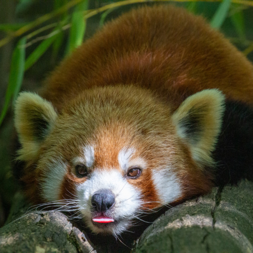 Le week-end des Défis Nature