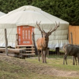 yourte-au-brame-du-cerf_lodges 26_PSC
