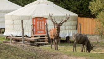 yourte-au-brame-du-cerf_lodges 26_PSC