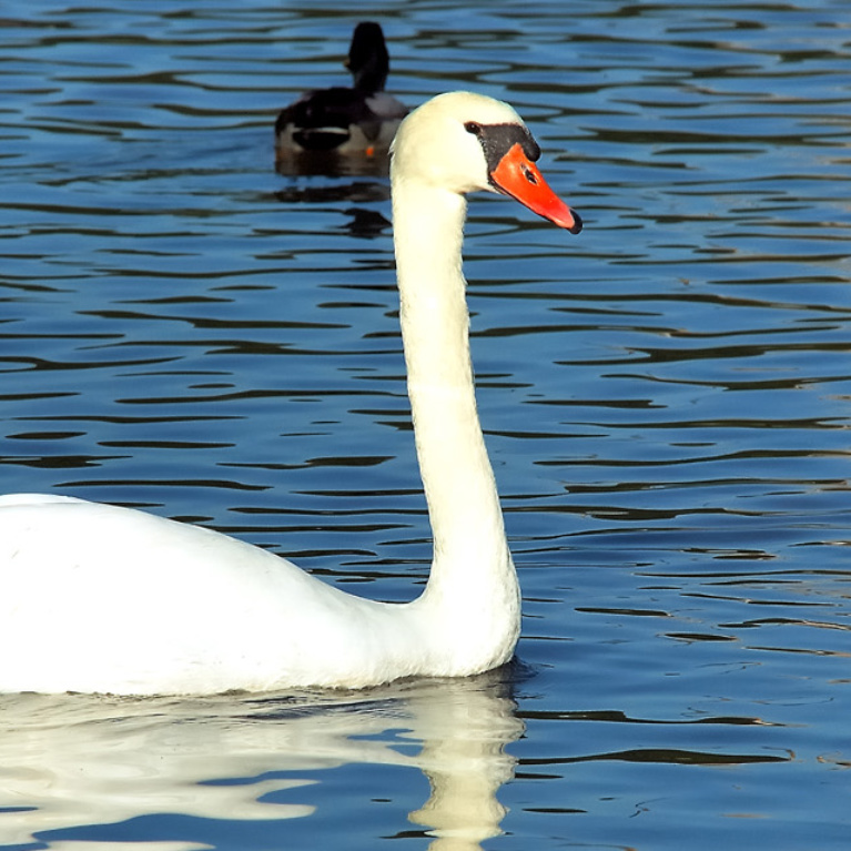 Cygne tuberculé