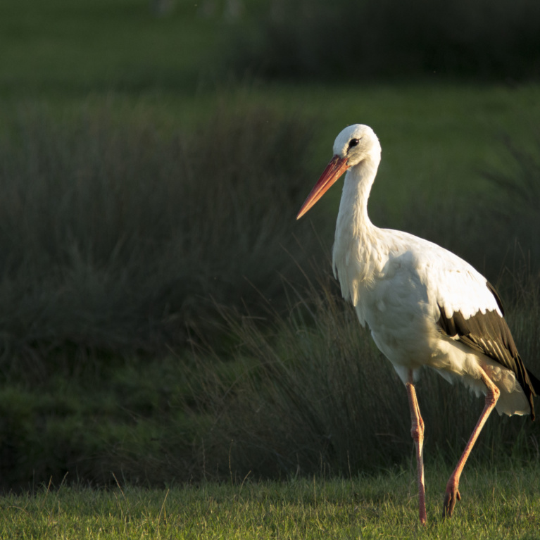Cigogne blanche