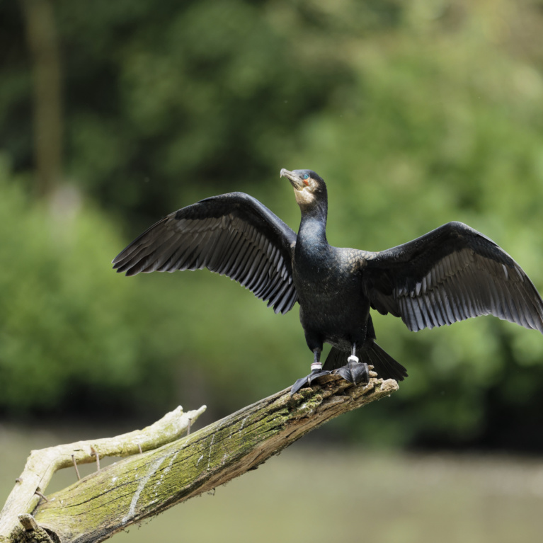 Grand Cormoran