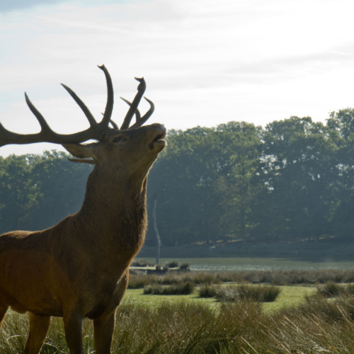 Vivez un séjour exceptionnel de 3 jours au cœur du brame du cerf
