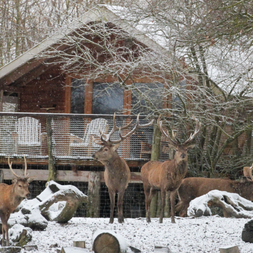 Les séjours hivernaux