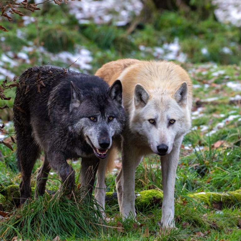 Loup noir du Canada  Parc Animalier Sainte-Croix