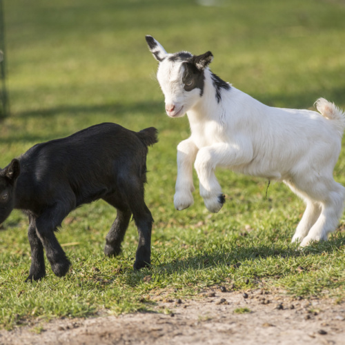 Vacances de printemps : vivez une aventure unique en famille !