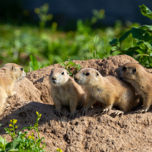 L’été des Loupiots