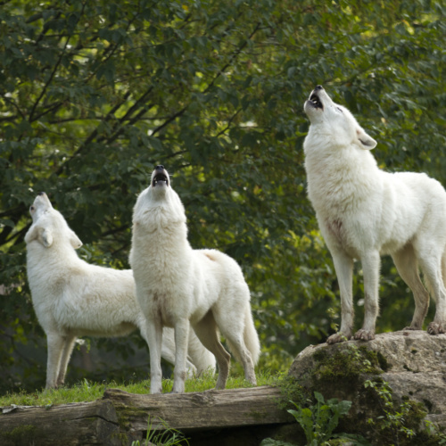 Soirée inopinée avec Michel Henault