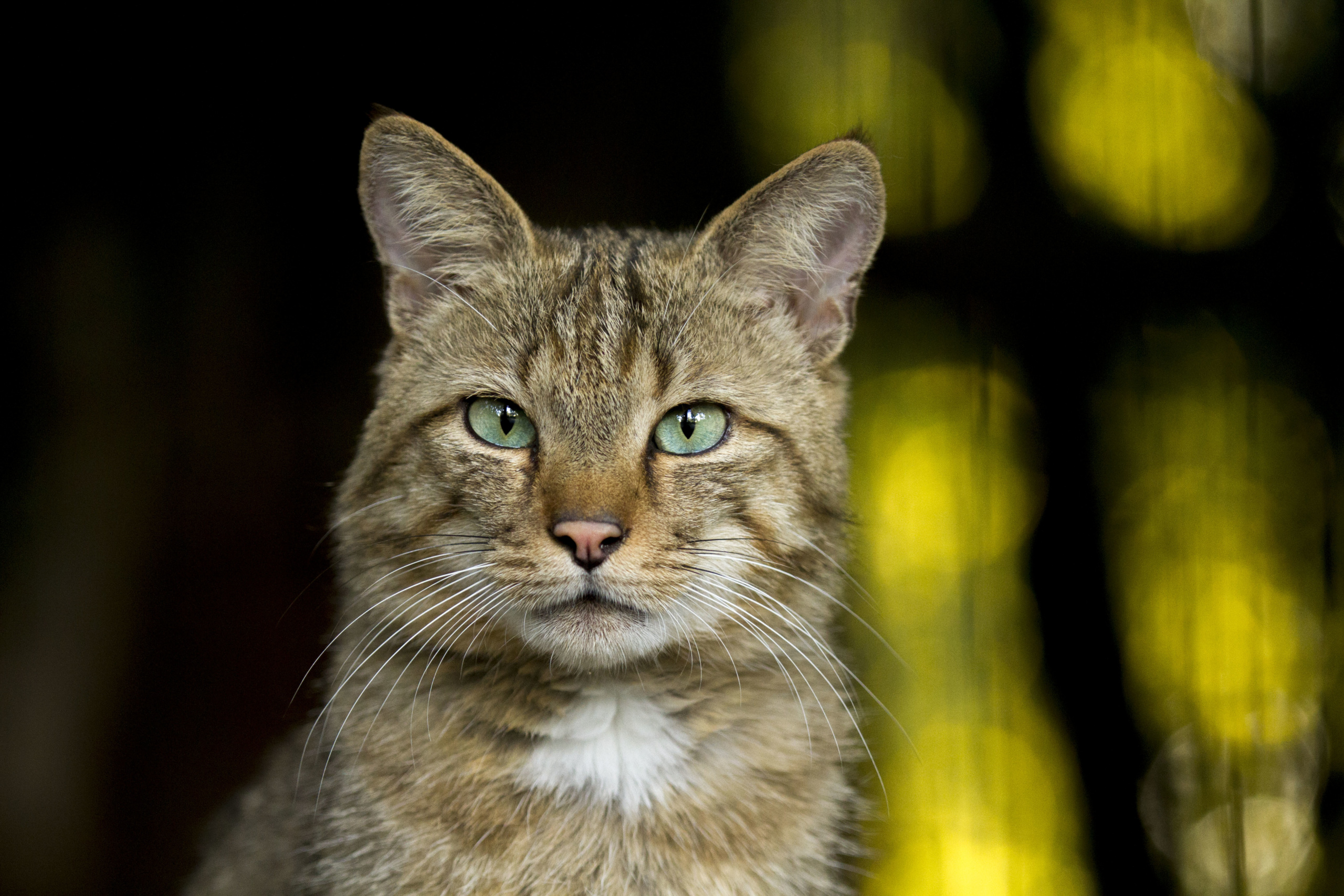 Chat Forestier Secrets du Chat Sauvage en France