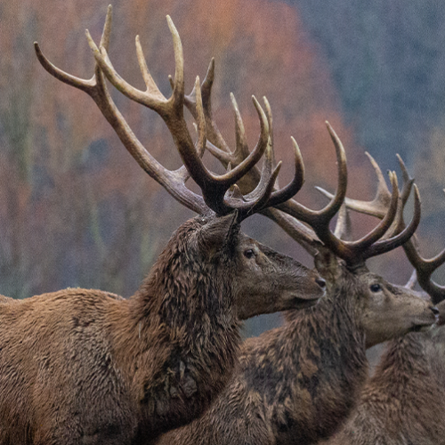 La chute des bois des cerfs