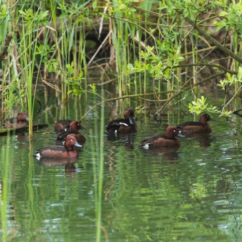 Les Fuligules Nyroca s’envolent vers la Pologne