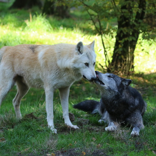 Ensemble, sauvons le loup !