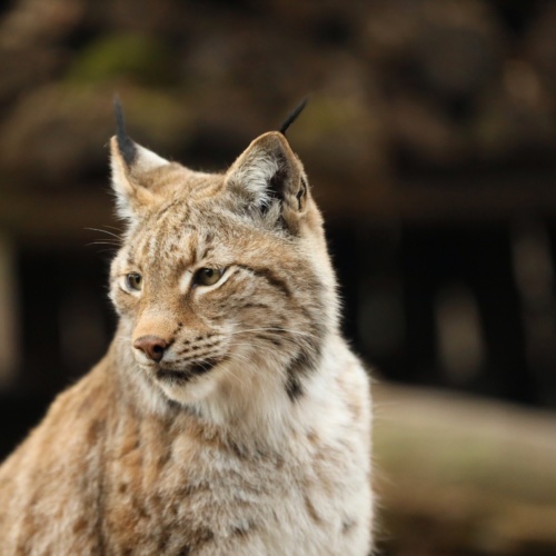 Les journées du Lynx