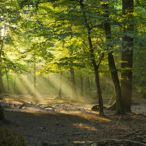 Répondre à une forte demande de nature