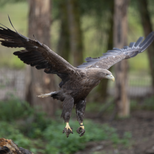 Pygargue à queue blanche : comment protéger l’espèce ?