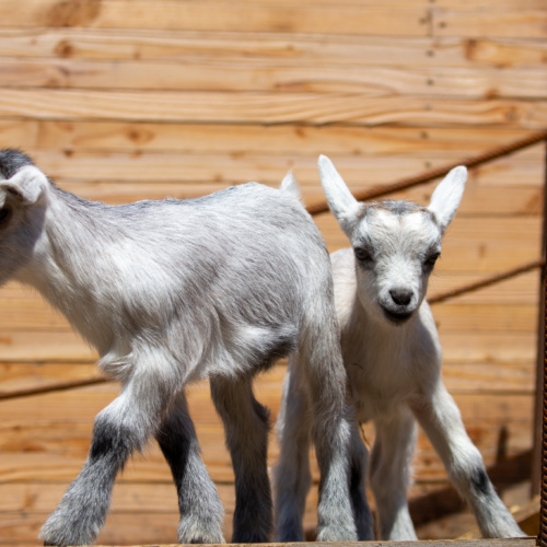Un été à Sainte-Croix