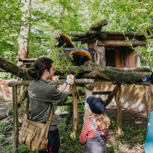 Dans la peau d’un soigneur animalier au Parc de Sainte-Croix