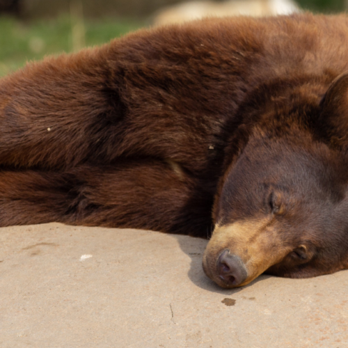 Hibernation ou hivernation : est-ce que l’ours dort tout l’hiver ?