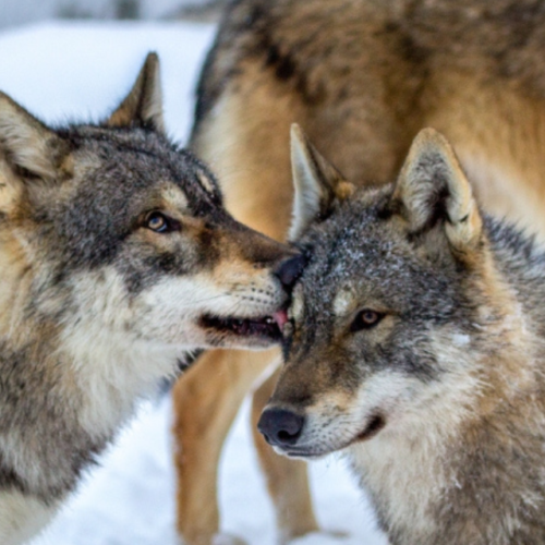 Tout savoir sur la reproduction des animaux en hiver