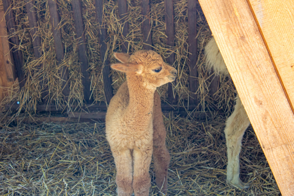 cria