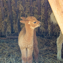 cria