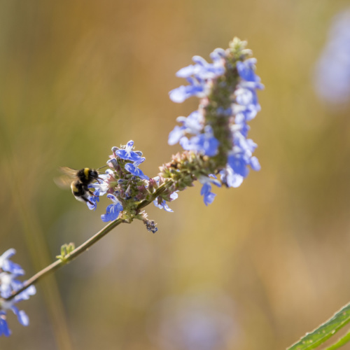 Évolution des écosystèmes et enrichissement au printemps