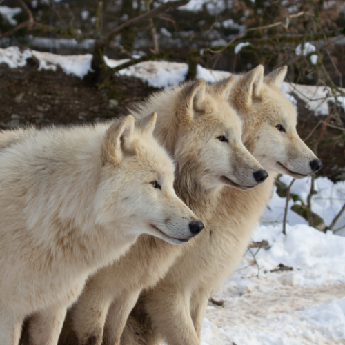 Plongez dans la Magie de l’Hiver au Parc Animalier de Sainte-Croix !