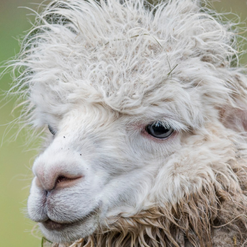 L’Alpaga : Qui est cet animal fascinant ?