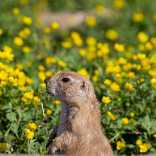 Au cœur du printemps : Les animaux reprennent leur rythme