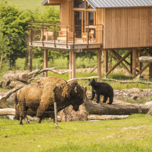 Cohabitation animale au Parc Animalier de Sainte-Croix