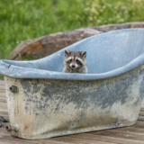 Un raton laveur curieux explore une vieille baignoire en pleine nature, preuve de son incroyable capacité d’adaptation à différents environnements.