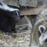 Un raton laveur et une mouffette se croisent à la tombée de la nuit, témoignant d’une cohabitation discrète mais essentielle à l’équilibre des écosystèmes forestiers.