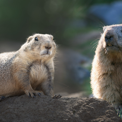 Marmottes vs Chiens de Prairie : Découvrez les singularités de leur réveil !