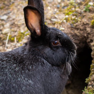 Lapin argenté de Champagne