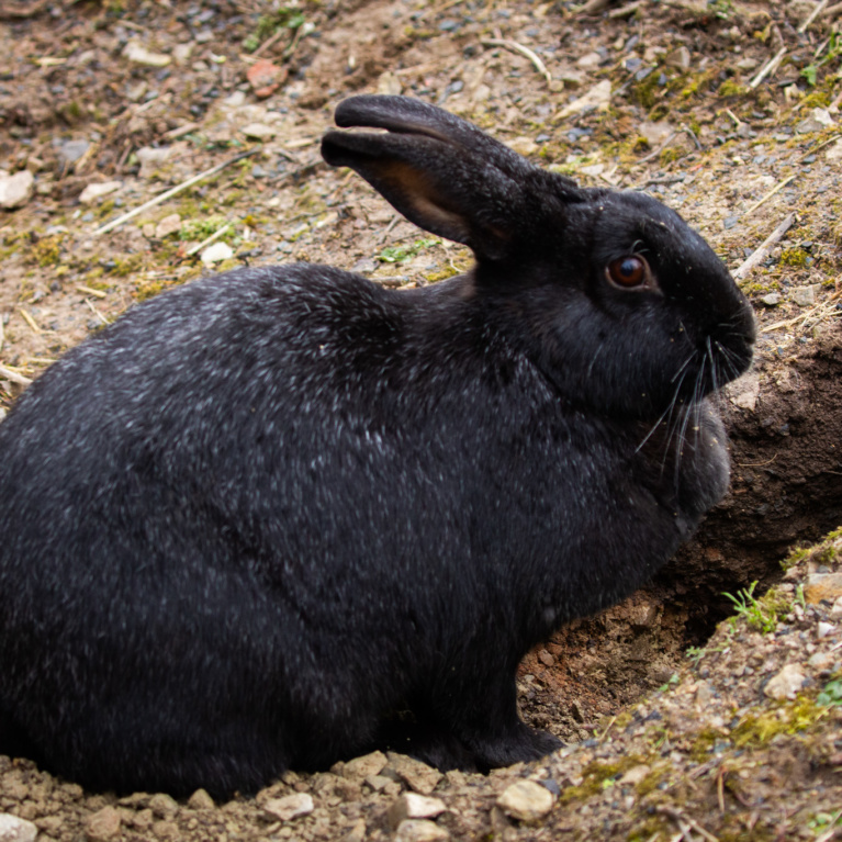 Lapin argenté de Champagne
